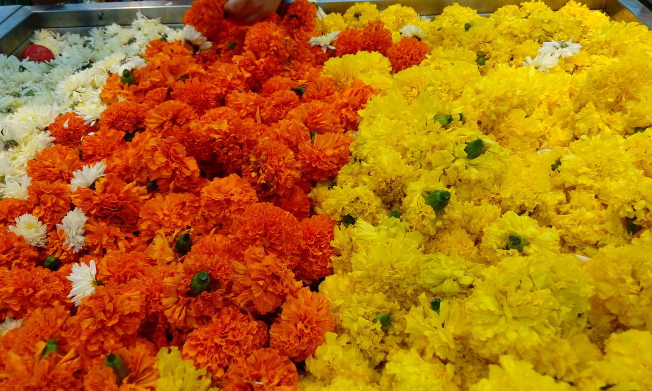 HIGH ANGLE VIEW OF YELLOW FLOWERING PLANTS AT MARKET