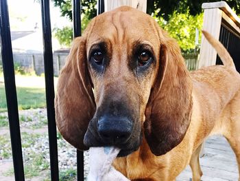 Close-up portrait of dog