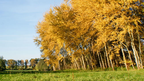 Trees on field during autumn