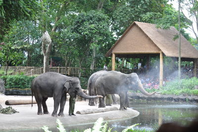 View of elephant in front of zoo