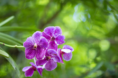 Close-up of purple flowering plant