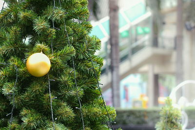 Close-up of christmas tree