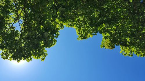Low angle view of trees against clear blue sky