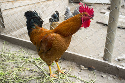 Rooster on a fence