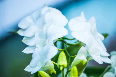 Close-up of white flowering plant