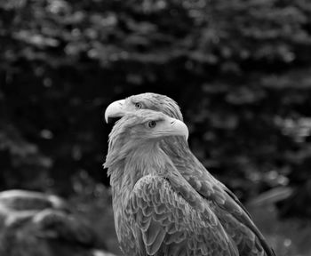 Close-up of a bird