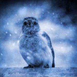 View of birds in water