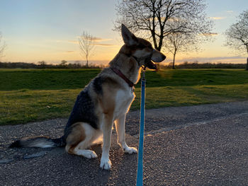Dog looking away on road against sky at sunset