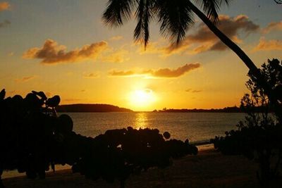 Palm trees on beach at sunset