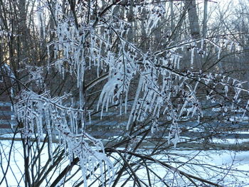 Snow covered trees in winter