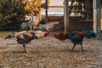 Chicken fighting with chicken.