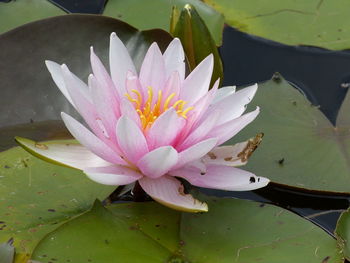 Close-up of lotus water lily blooming in pond