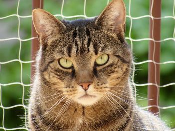 Close-up portrait of a cat