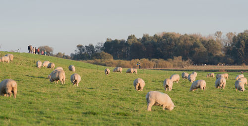 Sheep and lamb