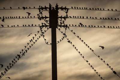 Low angle view of birds perching on cable against sky