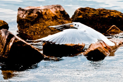 Close-up of bird perching on lake