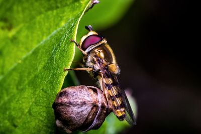 Close-up of insect on leaf