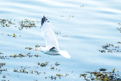 High angle view of swan swimming in lake