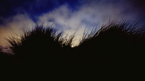 Low angle view of silhouette plants against sunset sky