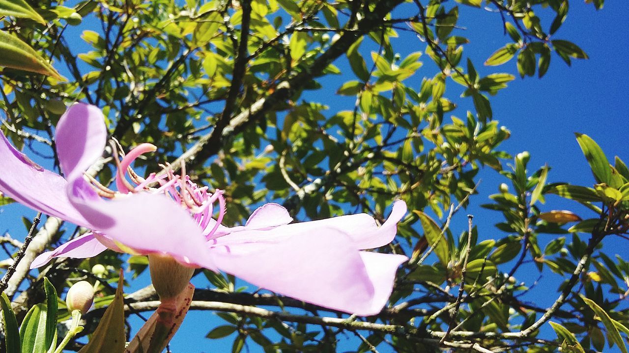 branch, tree, low angle view, growth, clear sky, blue, leaf, nature, flower, close-up, beauty in nature, day, part of, sky, cropped, freshness, outdoors, fragility, focus on foreground, plant