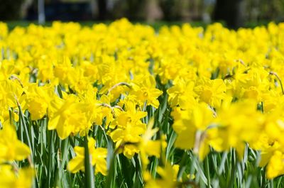 Close-up of yellow flowering plants on field