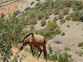 High angle view of goat on landscape