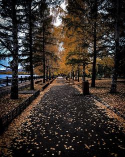 Footpath amidst trees in park during autumn