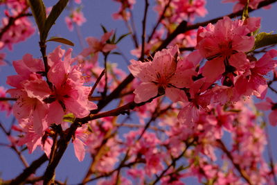 Low angle view of pink cherry blossom