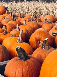 Close-up of pumpkins on field