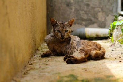 Portrait of a cat lying down