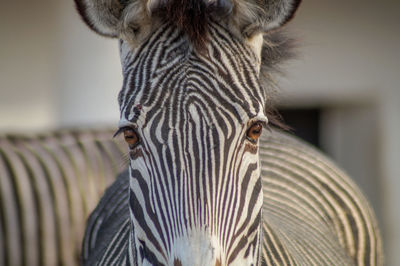 Close-up portrait of zebra