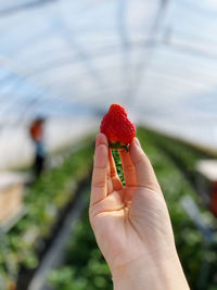 Close-up of hand holding strawberry