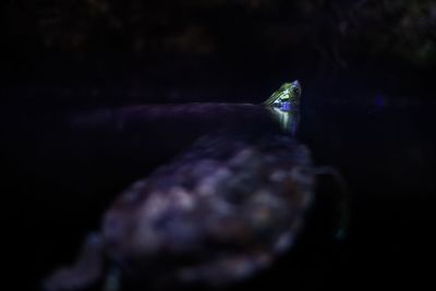 Close-up of turtle in water