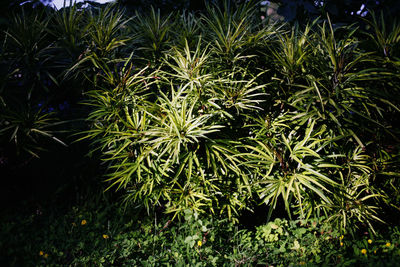 High angle view of plants growing on field