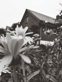 Close-up of flowering plant against building