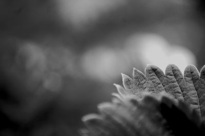 Close-up of plant against blurred background