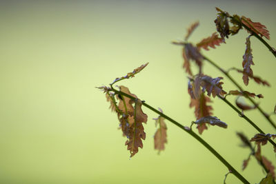 Close-up of plant on twig