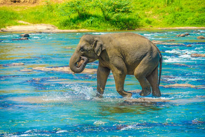 Elephant drinking water