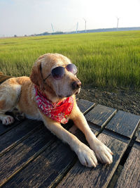 Dog relaxing on field