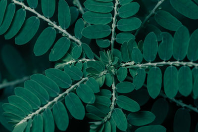 Full frame shot of leaves