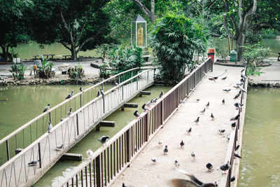 High angle view of birds swimming pool