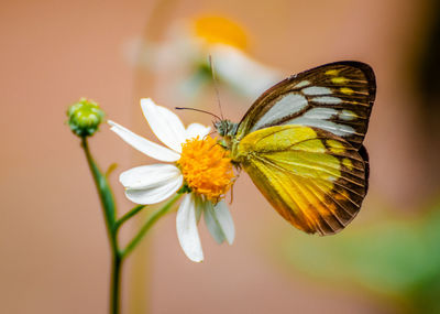 Close-up of butterfly pollinating on flower