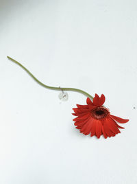 Close-up of red flower against white background