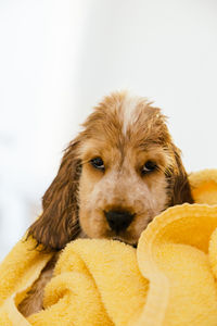 Portrait of wet cocker spaniel wrapped in yellow towel against white background