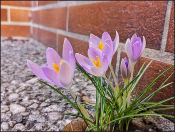 Close-up of purple crocus flower against wall