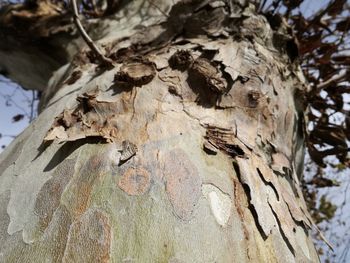 Close-up of insect on tree trunk