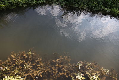 Reflection of trees in lake