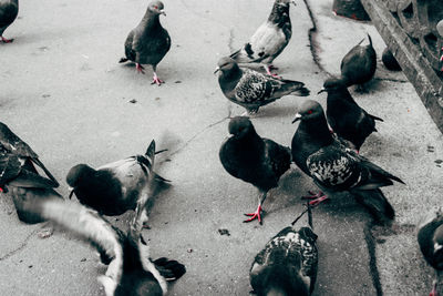 Close-up of pigeon