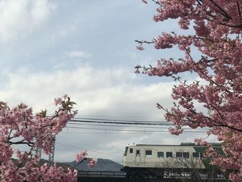 Cherry blossoms against sky