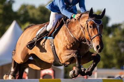 Close-up of horse riding